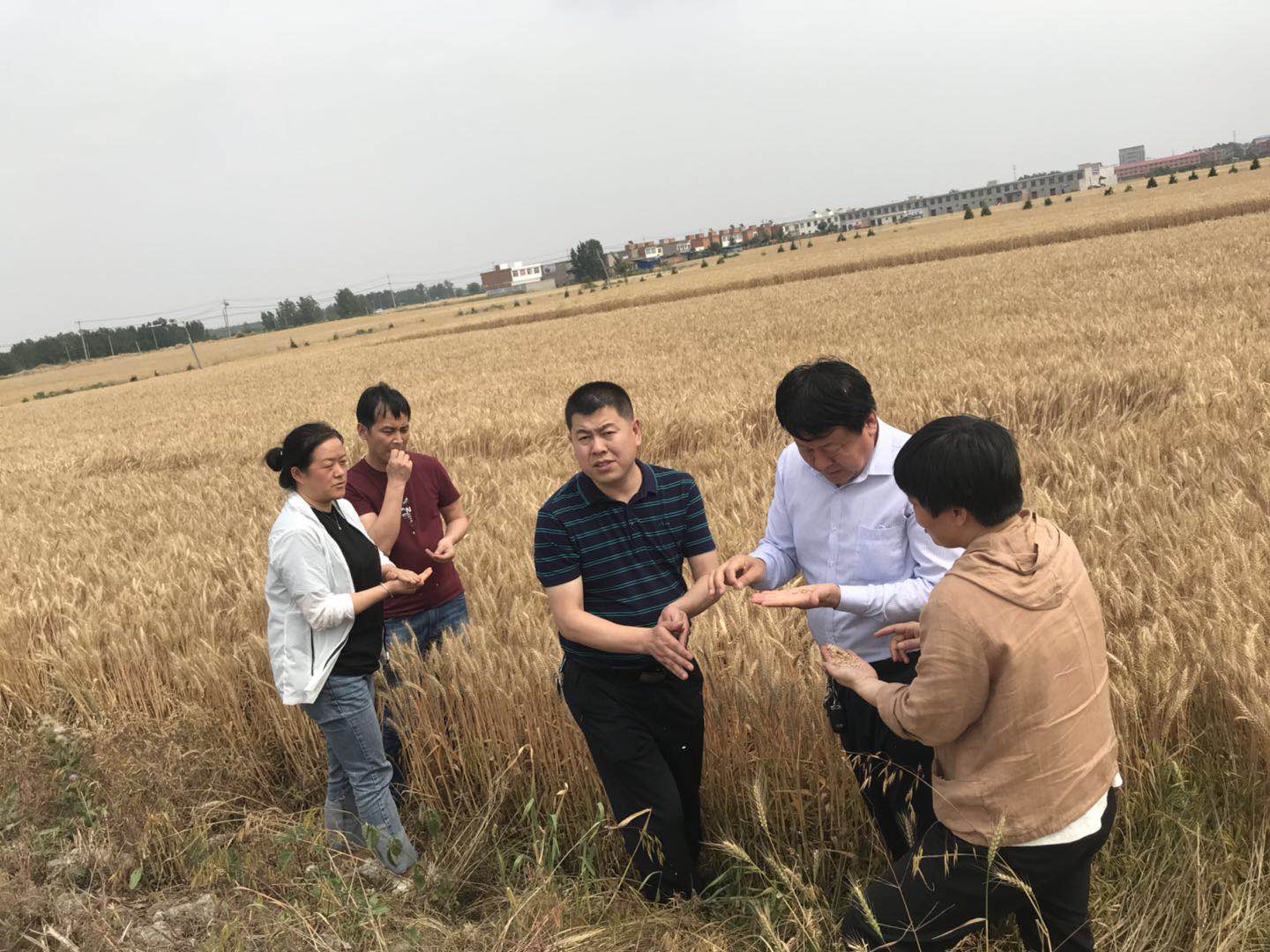 麥黃了 開秤了——西瑞儲(chǔ)備庫公司打響收糧第一槍