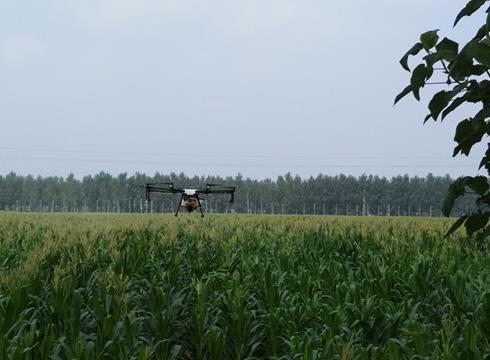 農(nóng)田里的“戰(zhàn)斗機”——沙苑農(nóng)場開展植保飛機防控玉米粘蟲災(zāi)害